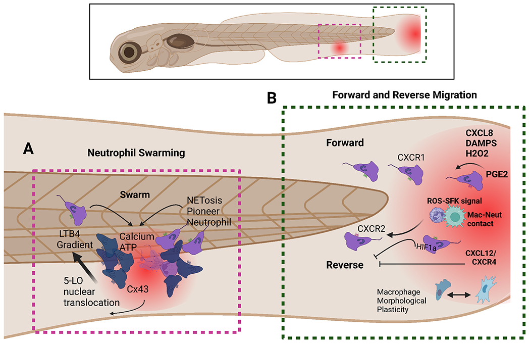 Figure 2: