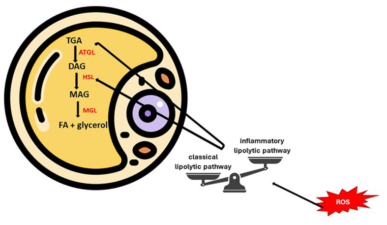 Figure 4