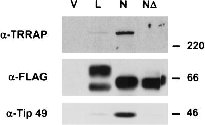 FIG. 2.