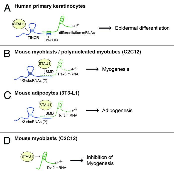 graphic file with name rna-10-1597-g1.jpg