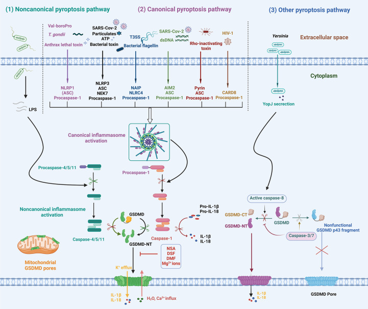 Figure 2