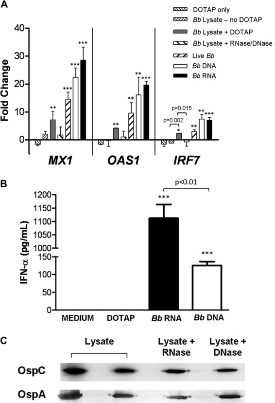 FIG 1