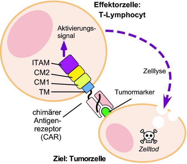 graphic file with name 154995_2_De_5_Fig6_HTML.jpg