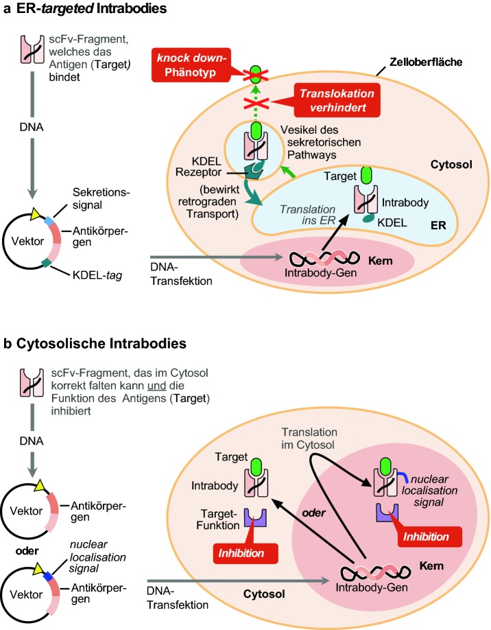 graphic file with name 154995_2_De_5_Fig2_HTML.jpg