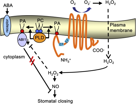 Figure 14.