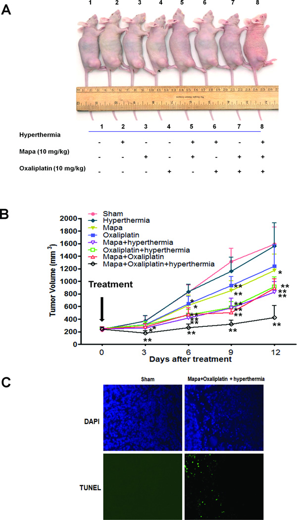 Figure 7