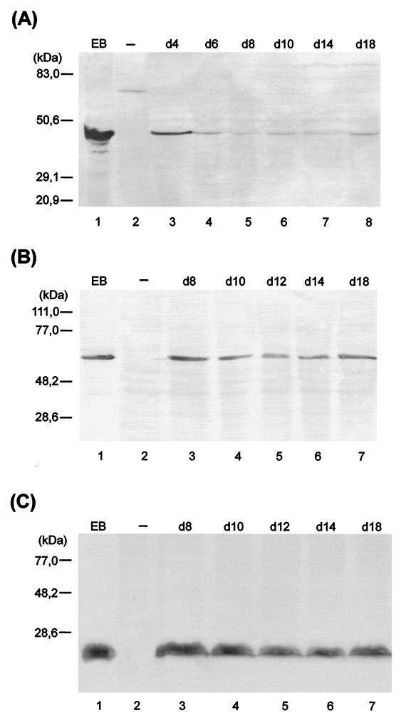 FIG. 7