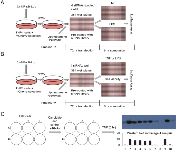 FIG 1