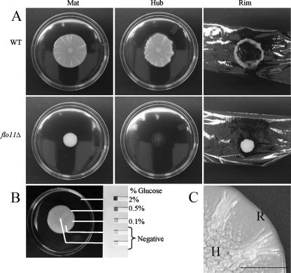 FIG. 1.