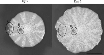 FIG. 4.