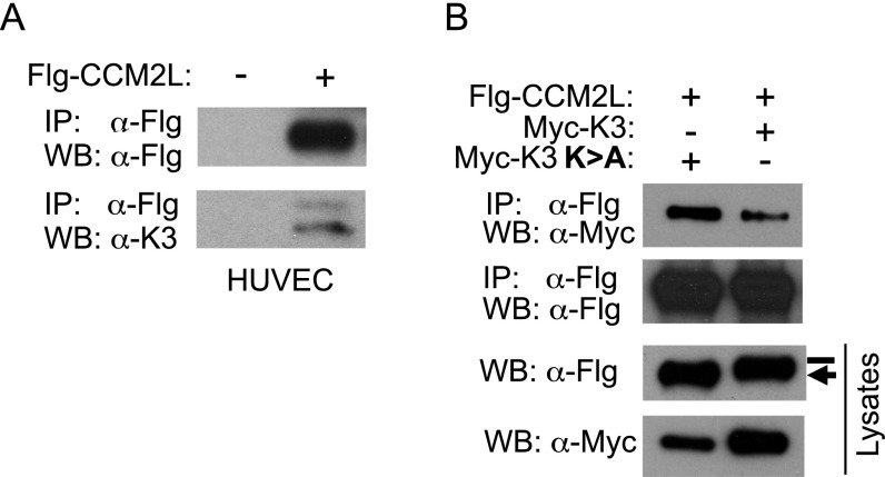 Fig. S1.