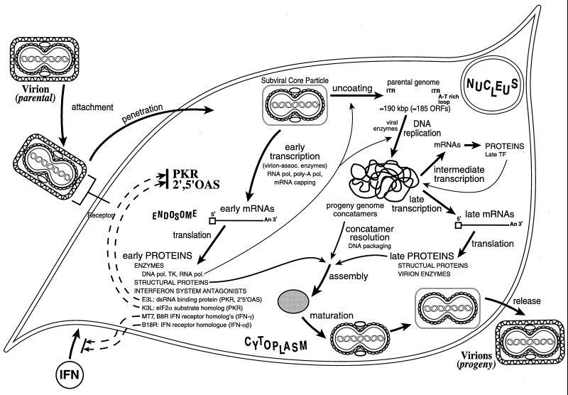 FIG. 6