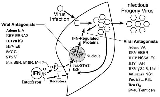 FIG. 5