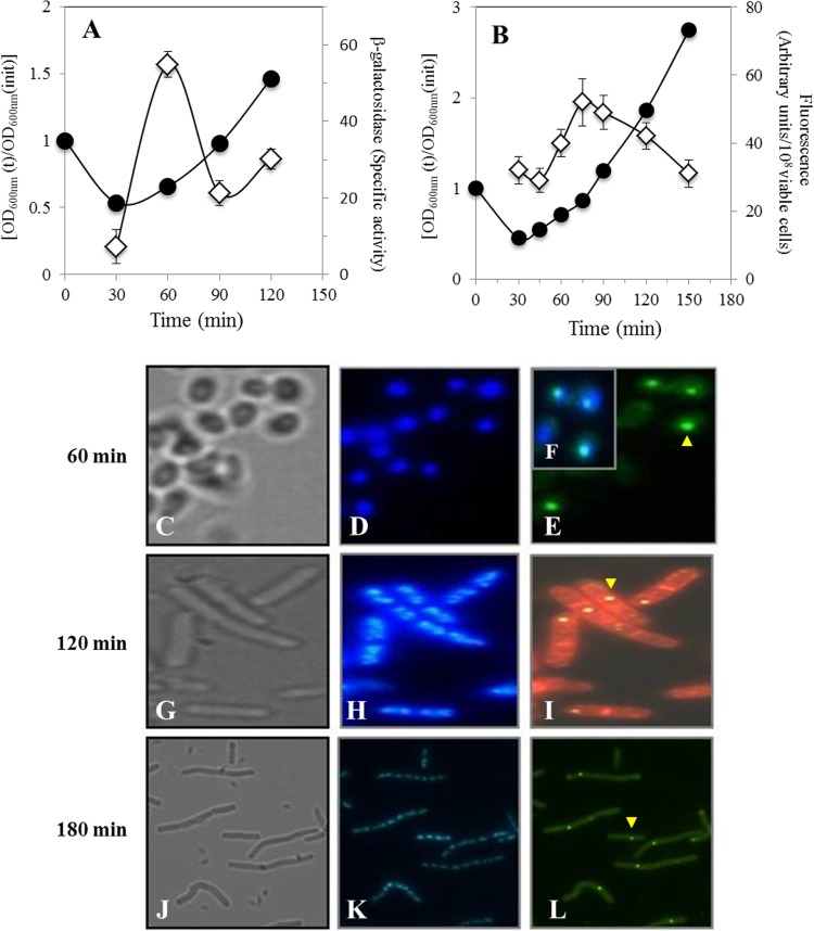 FIG 4