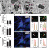 Fig.4