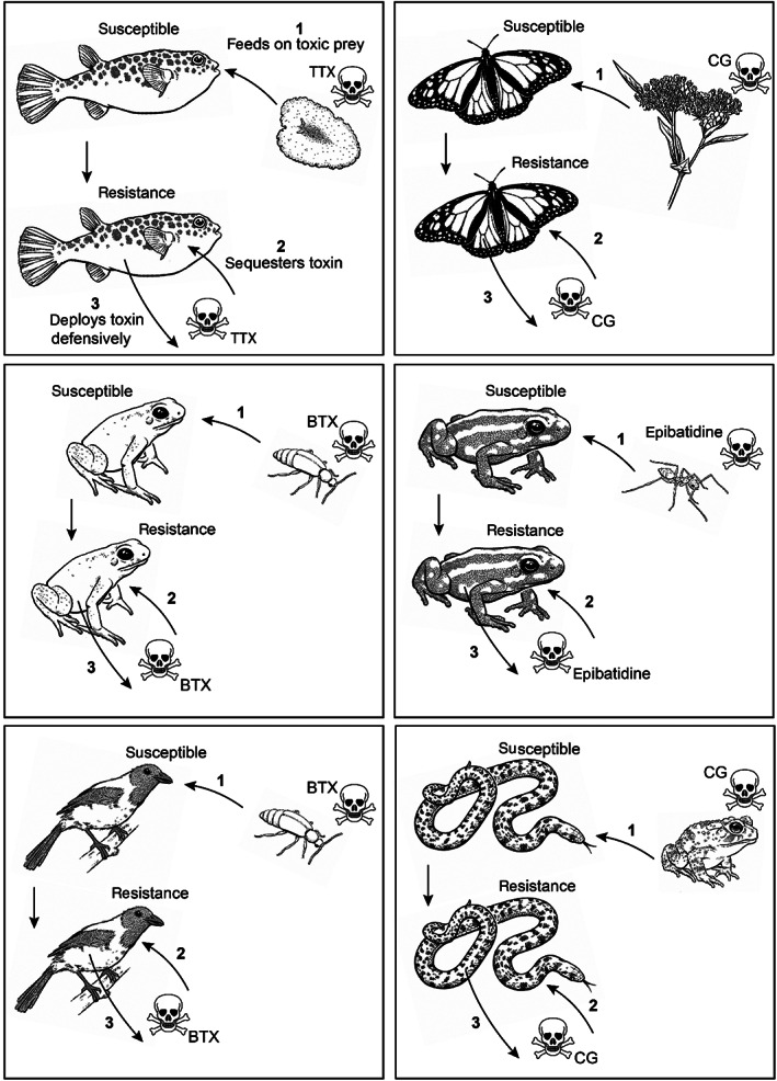 Fig. 8