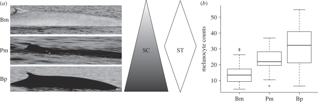 Figure 1.