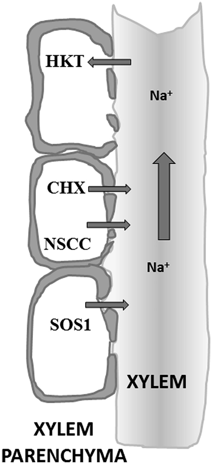 FIGURE 3