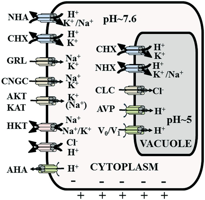 FIGURE 2