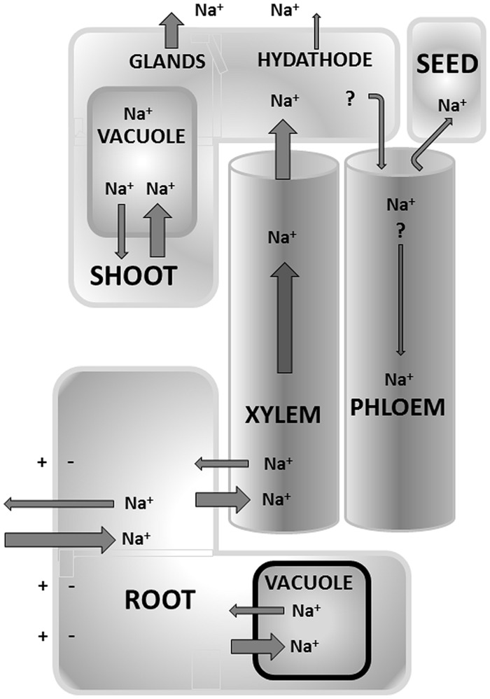 FIGURE 1