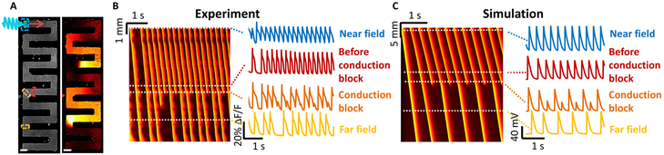 Figure 5.