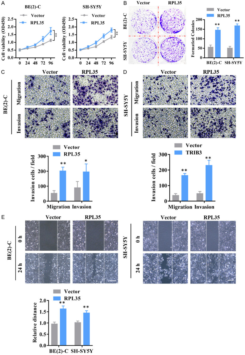 RPL35 promotes neuroblastoma progression via the enhanced aerobic ...