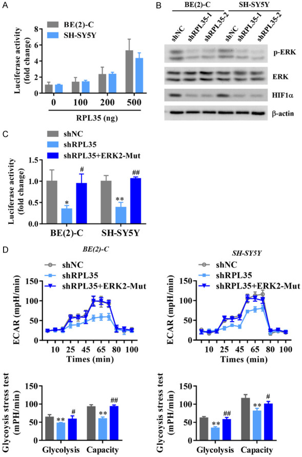 RPL35 promotes neuroblastoma progression via the enhanced aerobic ...