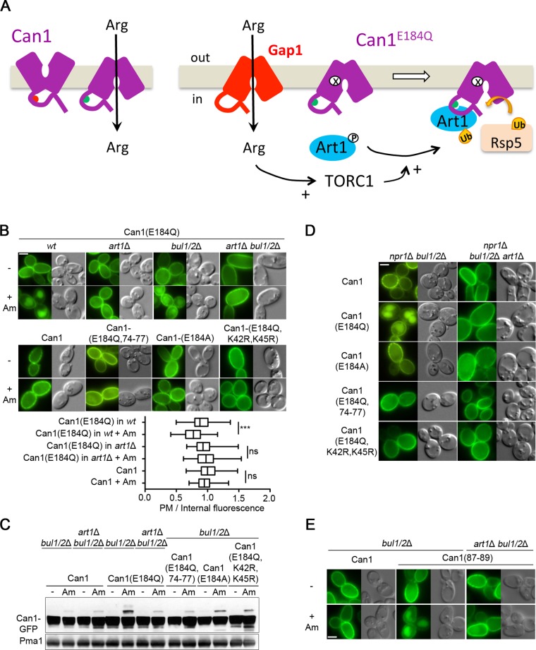 FIGURE 6: