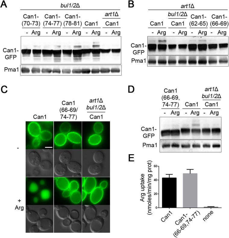 FIGURE 4: