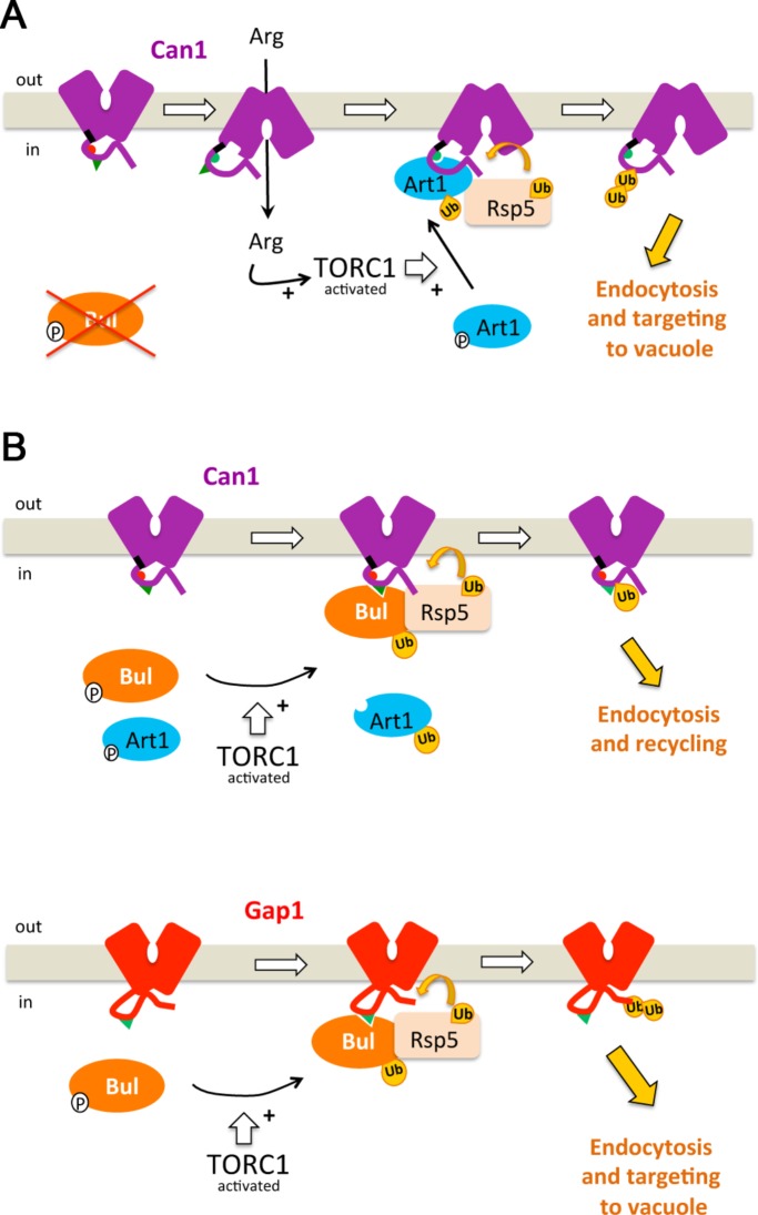 FIGURE 9: