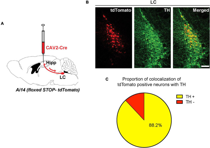 FIGURE 1