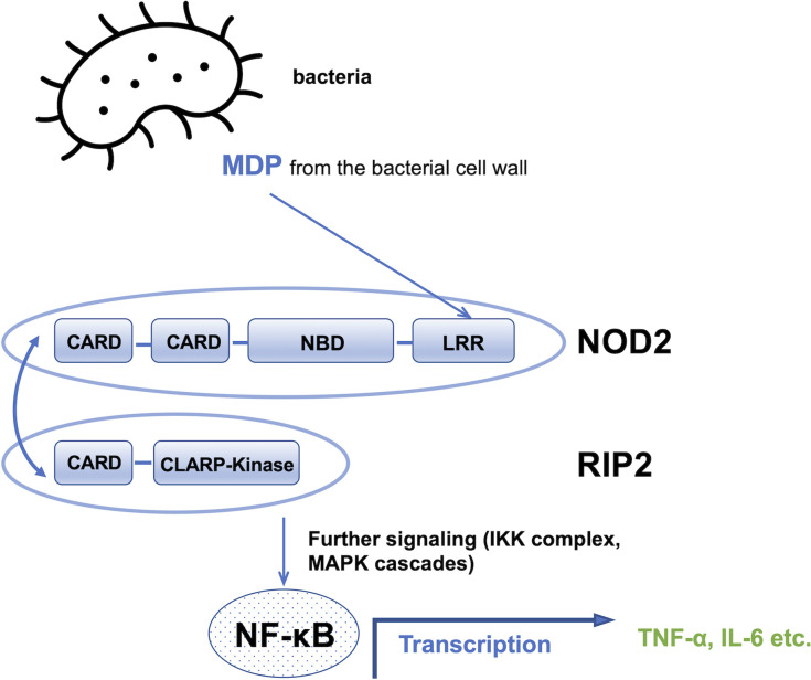 Figure 2