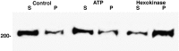 Fig. 9.