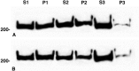Fig. 10.