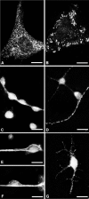 Fig. 11.