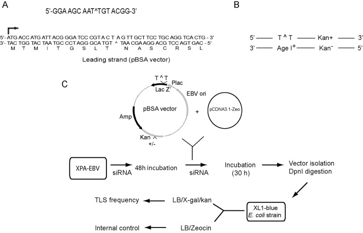 FIG 1 