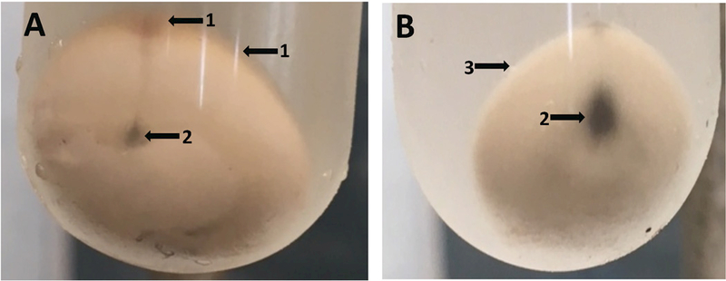 Fig. 2A,B.