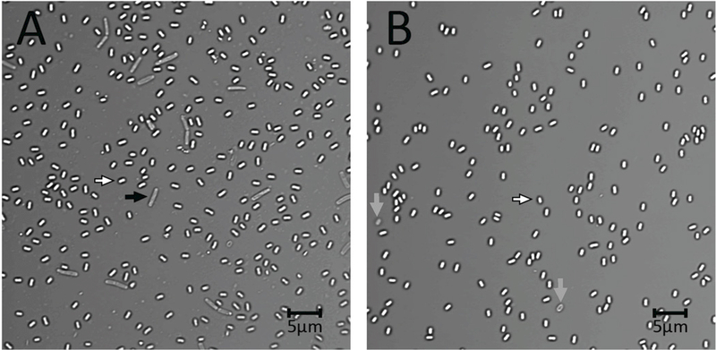 Figure 1A,B.