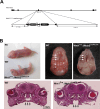 Figure 1—figure supplement 3.