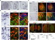 Figure 1—figure supplement 2.