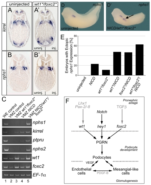 Fig. 7.