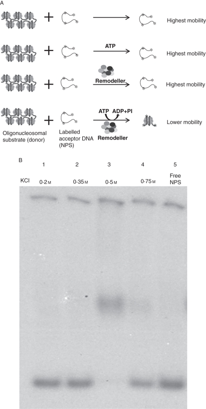 Fig. 5.