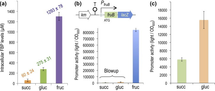 Fig. 5