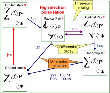 Fig. 2