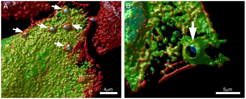 FIGURE 2