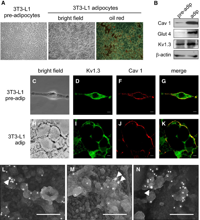 Fig. 6