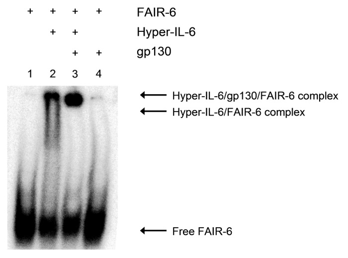 graphic file with name rna-11-57-g4.jpg