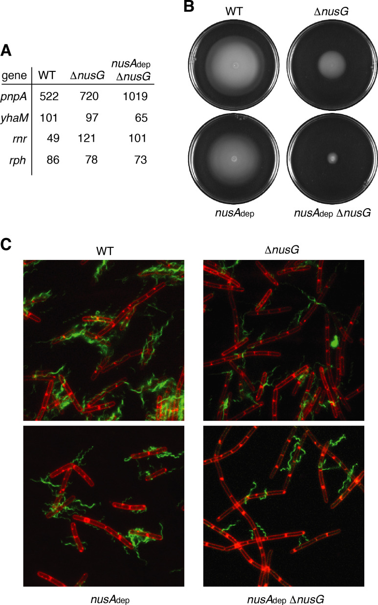 Figure 7—figure supplement 1.