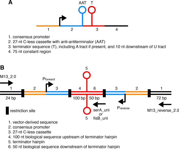 Figure 2—figure supplement 1.