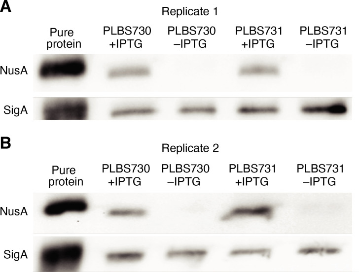 Figure 1—figure supplement 1.